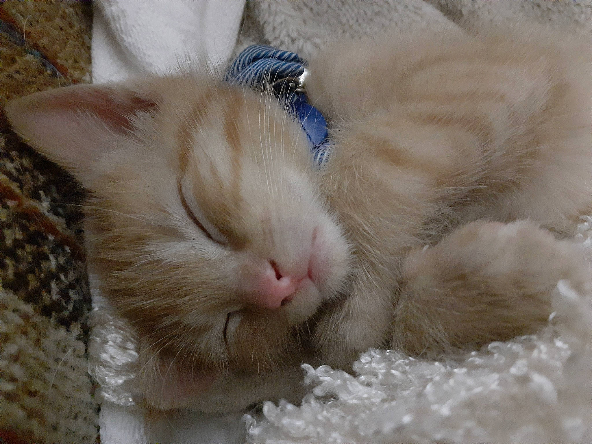 Franklin is registered to the contest to win money with this photo: aegean_cat, carnivore, cat, close_up, ear, eye, fawn, felidae, fur, iris, mammal, nap, nose, rabbit, rabbits_and_hares, ragdoll, skin, small_to_medium_sized_cats, snout, whiskers