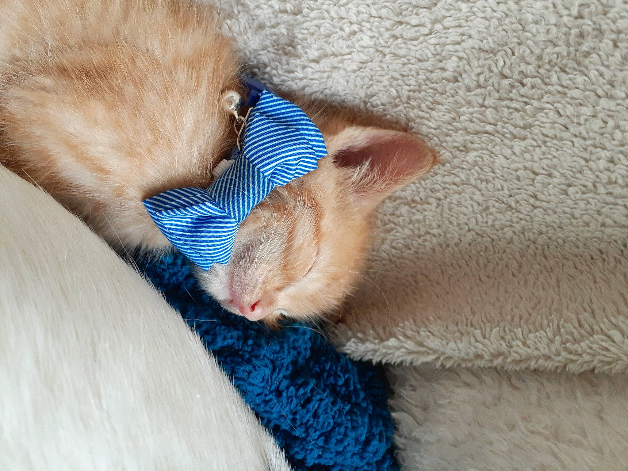 Franklin joined the competition — help win amazing prizes! carnivore, cat, close_up, ear, fawn, felidae, fur, kitten, nap, small_to_medium_sized_cats, tail, whiskers