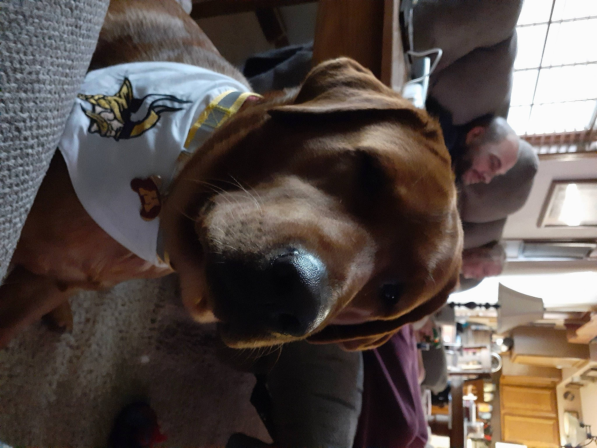 Cooper is registered to the contest to win money with this photo: canidae, carnivore, dog, dog_breed, ear, fawn, snout, sporting_group