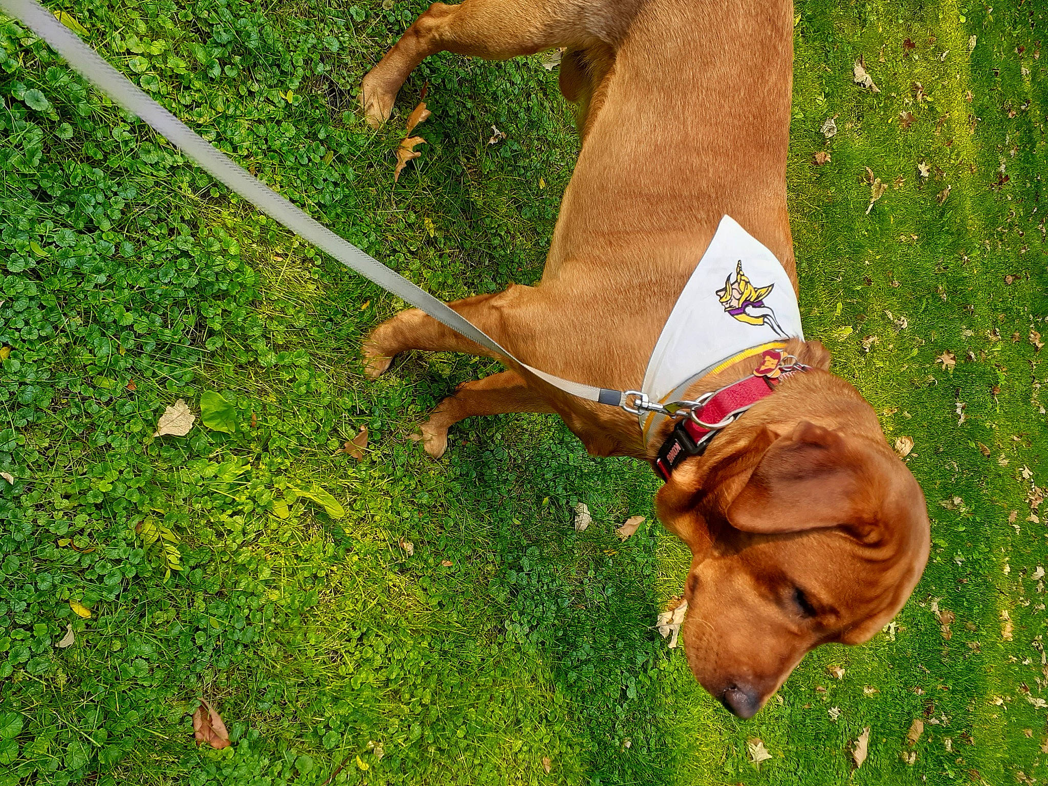 Cooper joined the competition — help win amazing prizes! canidae, carnivore, dog, dog_breed, fawn, grass, leash, plant, sporting_group, vizsla