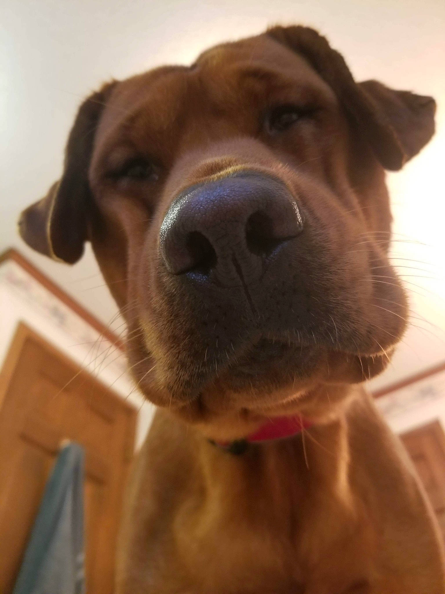 Cooper joined the competition — help win amazing prizes! broholmer, canidae, carnivore, dog, dog_breed, ear, fawn, head, jaw, labrador_retriever, mammal, nose, skin, snout, sporting_group, tosa, vizsla, whiskers