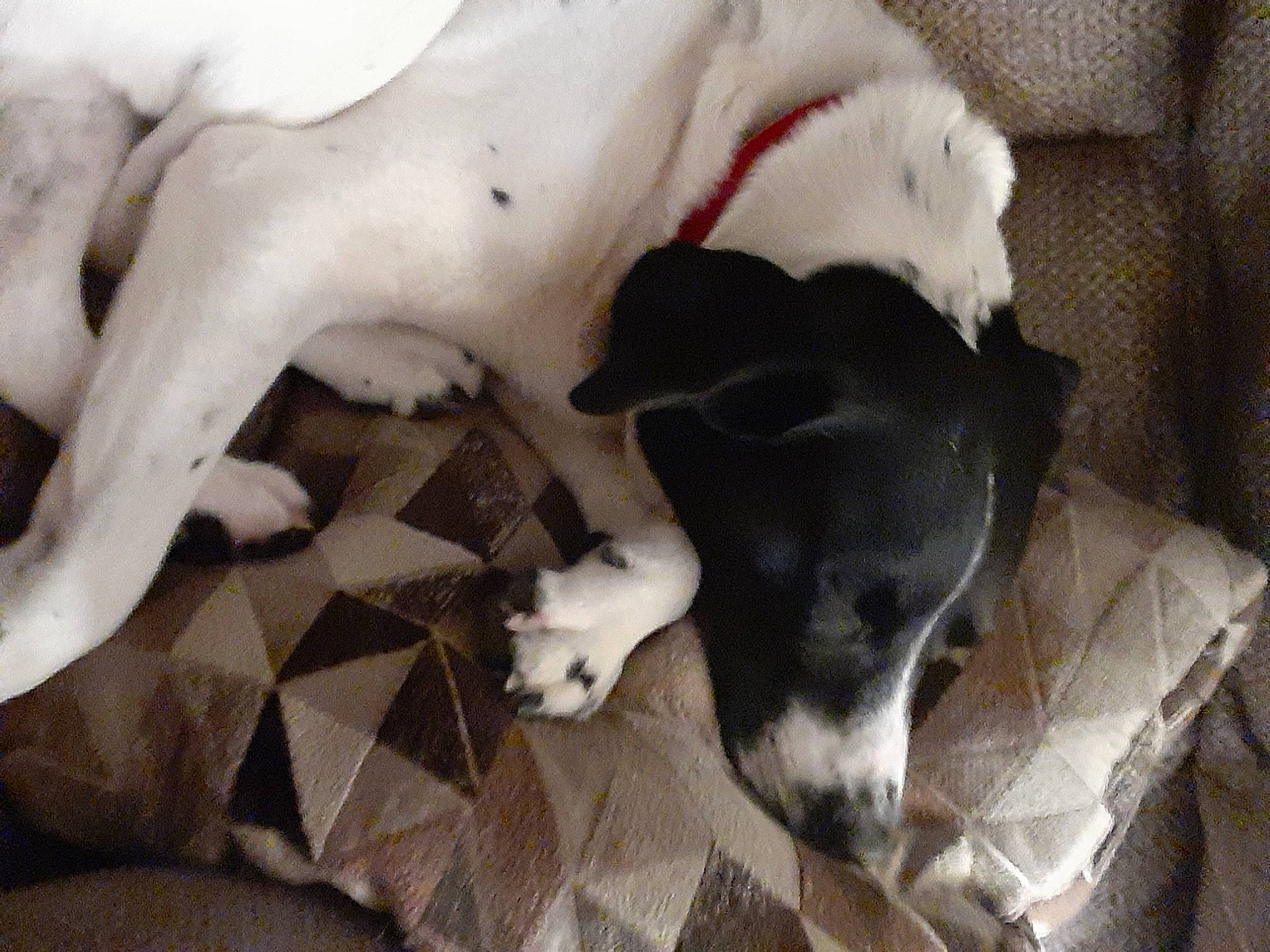 Ben is registered to the contest to win money with this photo: canidae, carnivore, dog, dog_breed, non_sporting_group, pointer, snout