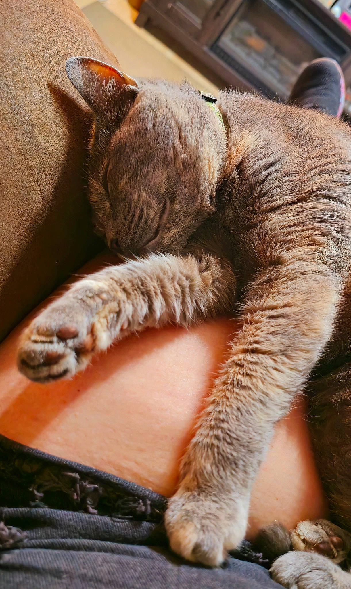 Monster joined the competition — help win amazing prizes! canidae, carnivore, cat, claw, comfort, domestic_short_haired_cat, fawn, felidae, foot, fur, human_leg, nap, paw, sleep, small_to_medium_sized_cats, snout, tail, whiskers, window