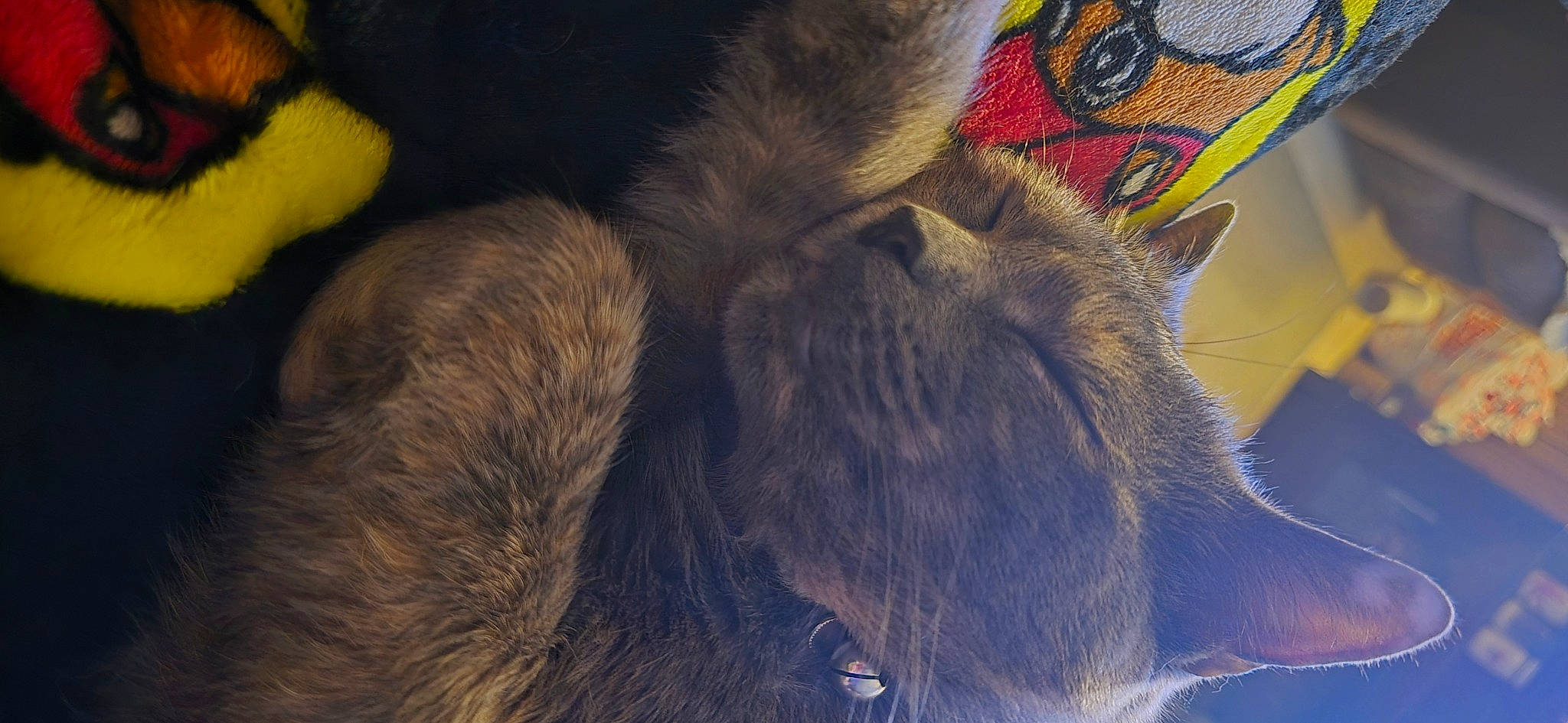 Monster joined the competition — help win amazing prizes! carnivore, cat, claw, comfort, dog_breed, domestic_short_haired_cat, ear, electric_blue, fawn, felidae, fur, nap, paw, sleep, small_to_medium_sized_cats, snout, tail, whiskers