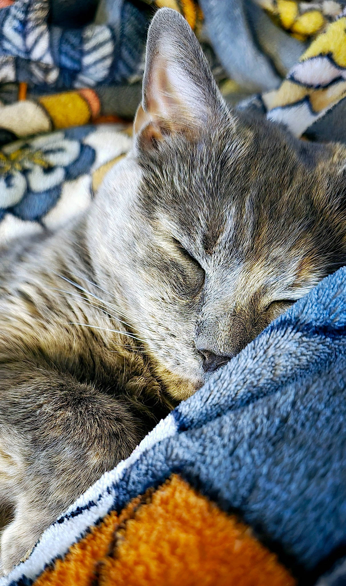 Monster joined the competition — help win amazing prizes! carnivore, cat, claw, close_up, comfort, domestic_short_haired_cat, electric_blue, felidae, fur, grass, grey, nap, paw, sleep, small_to_medium_sized_cats, snout, tail, whiskers, wildlife