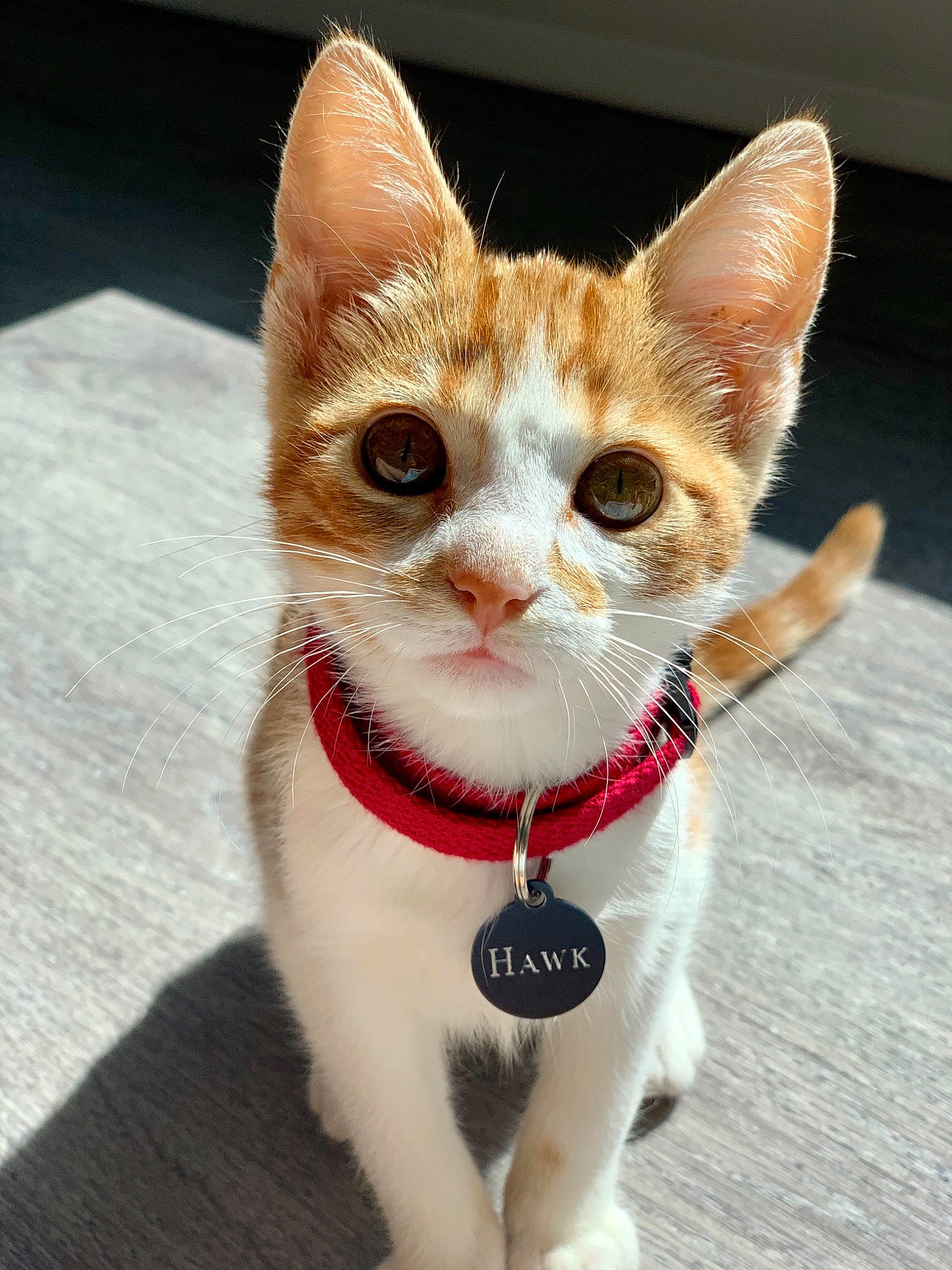 Hawk joined the competition — help win amazing prizes! carnivore, cat, claw, collar, domestic_short_haired_cat, eye, fang, fawn, felidae, foot, fur, head, paw, small_to_medium_sized_cats, snout, tail, terrestrial_animal, whiskers