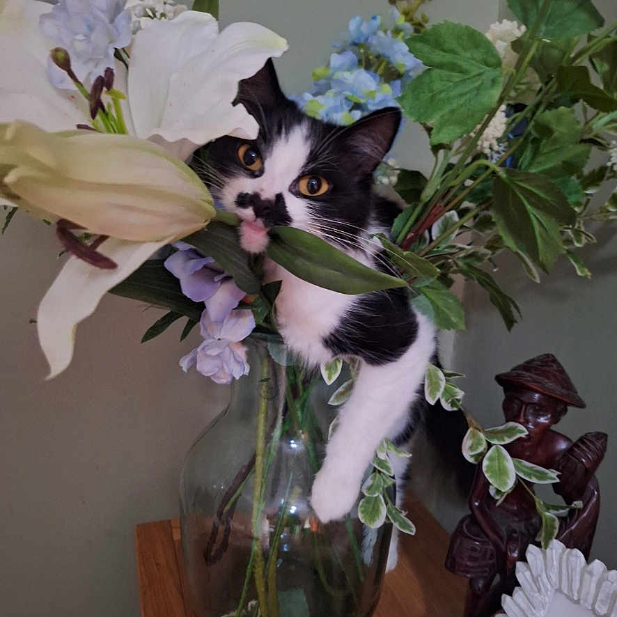 Cleo joined the competition — help win amazing prizes! adult, animal, cat, face, flower, flowerarrangement, flowerbouquet, head, ikebana, jar, male, man, pattern, person, pet, plant, pottedplant, pottery, vase, wood