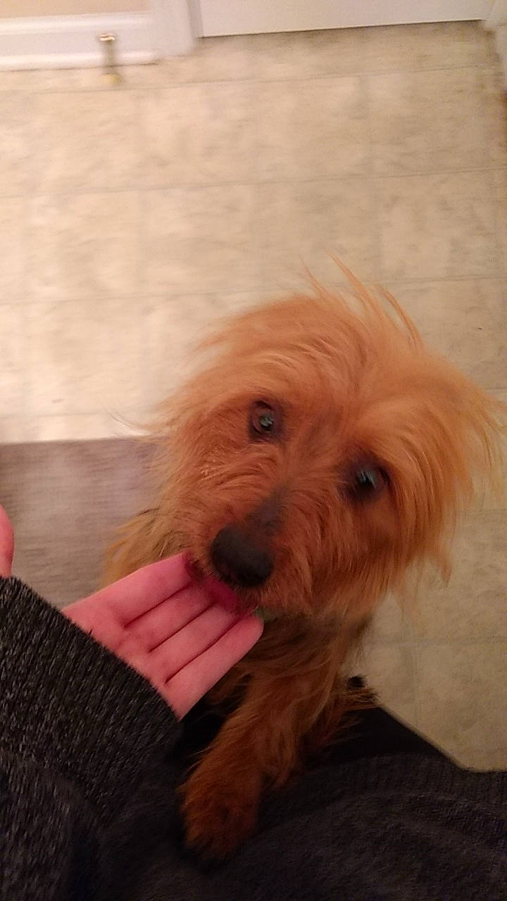 Cleo is registered to the contest to win money with this photo: canidae, carnivore, comfort, companion_dog, dog, dog_breed, dog_supply, ear, eye, fur, hair, head, liver, small_terrier, snout, sporting_group, terrier, toy_dog, wood, working_animal