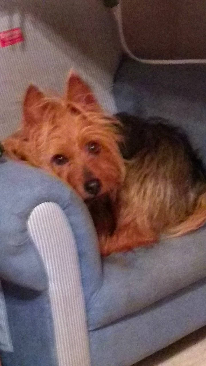 Cleo joined the competition — help win amazing prizes! canidae, carnivore, cloud, comfort, companion_dog, dog, dog_breed, dog_supply, ear, fawn, fur, liver, non_sporting_group, small_terrier, snout, sporting_group, terrier, toy_dog, working_animal