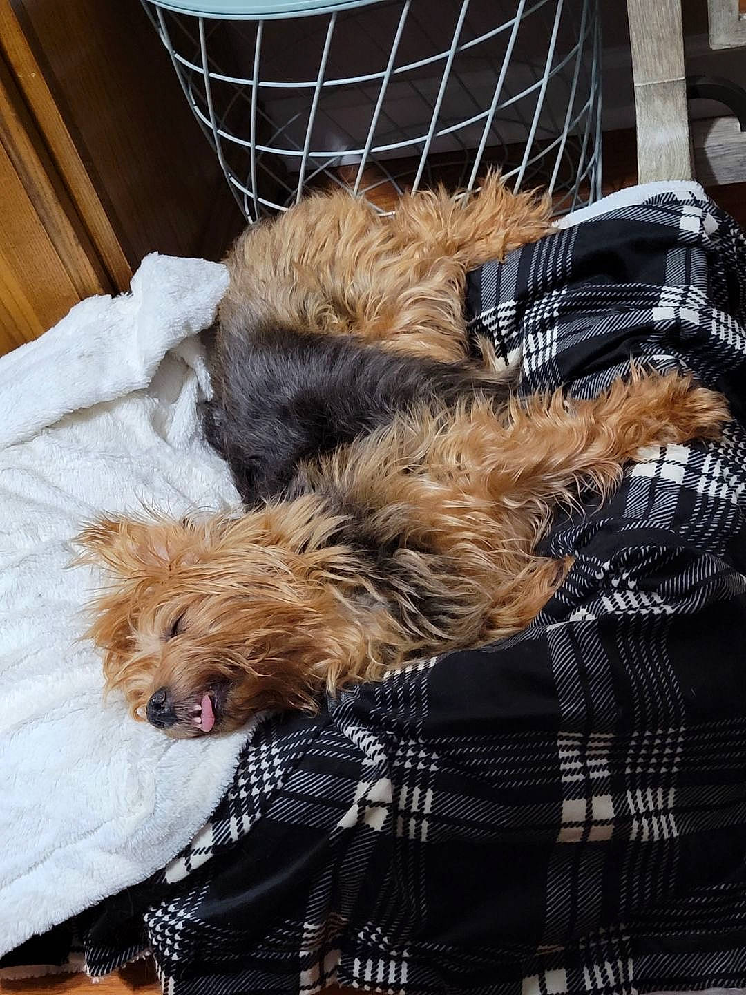 Cleo is registered to the contest to win money with this photo: canidae, carnivore, claw, comfort, companion_dog, dog, dog_breed, felidae, fur, liver, nap, natural_material, pattern, small_terrier, snout, sporting_group, tartan, terrestrial_animal, terrier, textile