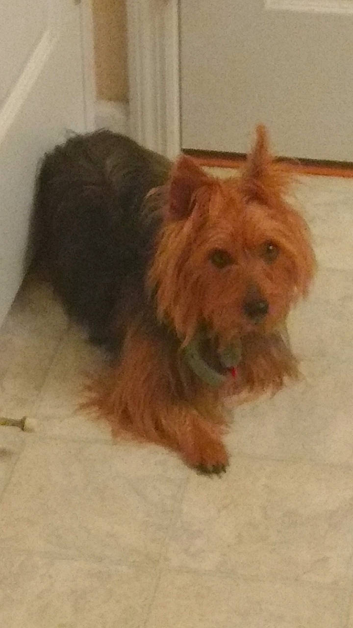 Cleo is registered to the contest to win money with this photo: biewer_terrier, canidae, carnivore, companion_dog, dog, dog_breed, dog_supply, fawn, flooring, fur, liver, maltepoo, small_terrier, snout, sporting_group, terrier, toy_dog, water_dog, working_animal, yorkipoo