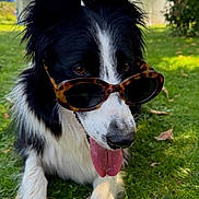 Patch participe au concours pour gagner de l'argent avec cette photo : dog, border_collie, sunglasses, grass, outdoor, pet, tongue_out, animal, sunny, leaf, nature, cute, mammal, canine, fur, black_and_white, summer, relaxed, shade, playful