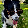 dog, border_collie, sunglasses, grass, outdoor, pet, tongue_out, animal, sunny, leaf, nature, cute, mammal, canine, fur, black_and_white, summer, relaxed, shade, playful