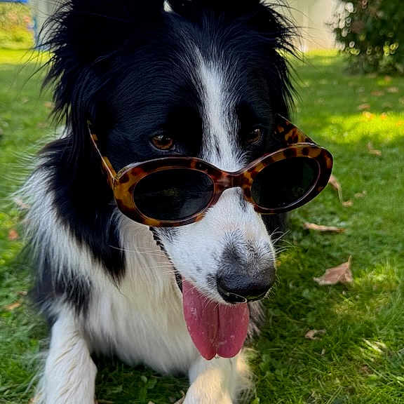 Patch participe au concours pour gagner de l'argent avec cette photo : dog, border_collie, sunglasses, grass, outdoor, pet, tongue_out, animal, sunny, leaf, nature, cute, mammal, canine, fur, black_and_white, summer, relaxed, shade, playful