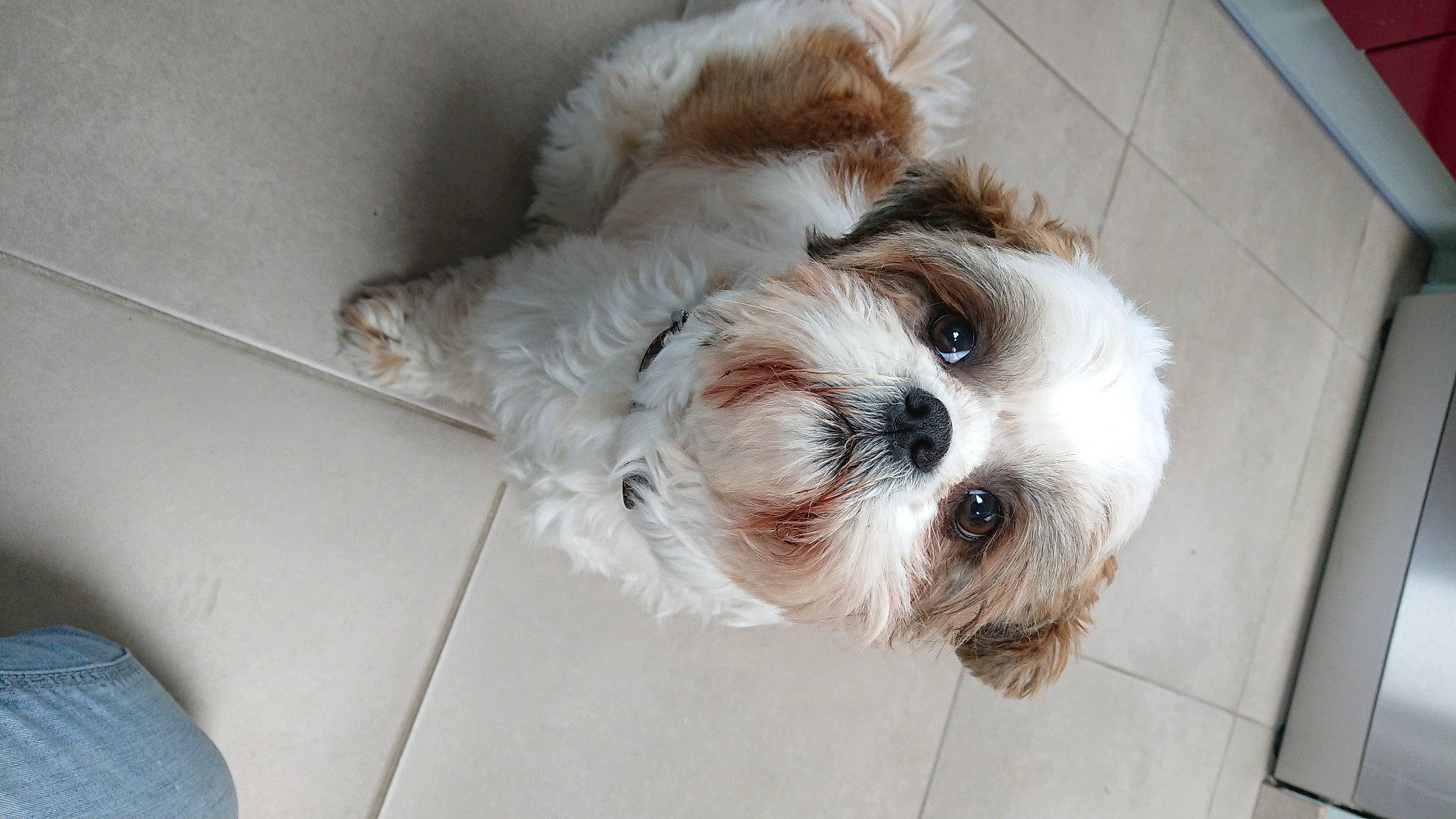 Lilas a rejoint le concours — aidez-le/la à gagner de superbes lots ! canidae, carnivore, collar, companion_dog, dog, dog_breed, dog_collar, fur, labradoodle, mal_shi, maltepoo, poodle_crossbreed, shih_poo, small_terrier, snout, sporting_group, terrier, toy_dog, water_dog, working_animal