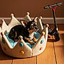 animal, black, chihuahua, cozy, crown_shaped_bed, cute, decor, dog, domestic_animal, furniture, home, indoor, looking_away, pet_bed, playful, resting, scooter, small_dog, toy, wooden_floor