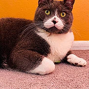Mateo is registered to the contest to win money with this photo: abyssinian, animal, architecture, building, canine, cat, dog, furniture, hardwood, husky, indoors, kitten, livingroom, manx, pet, room, siamese, snout, stainedwood, wood