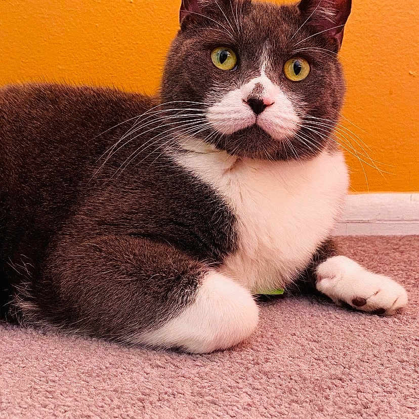 Mateo