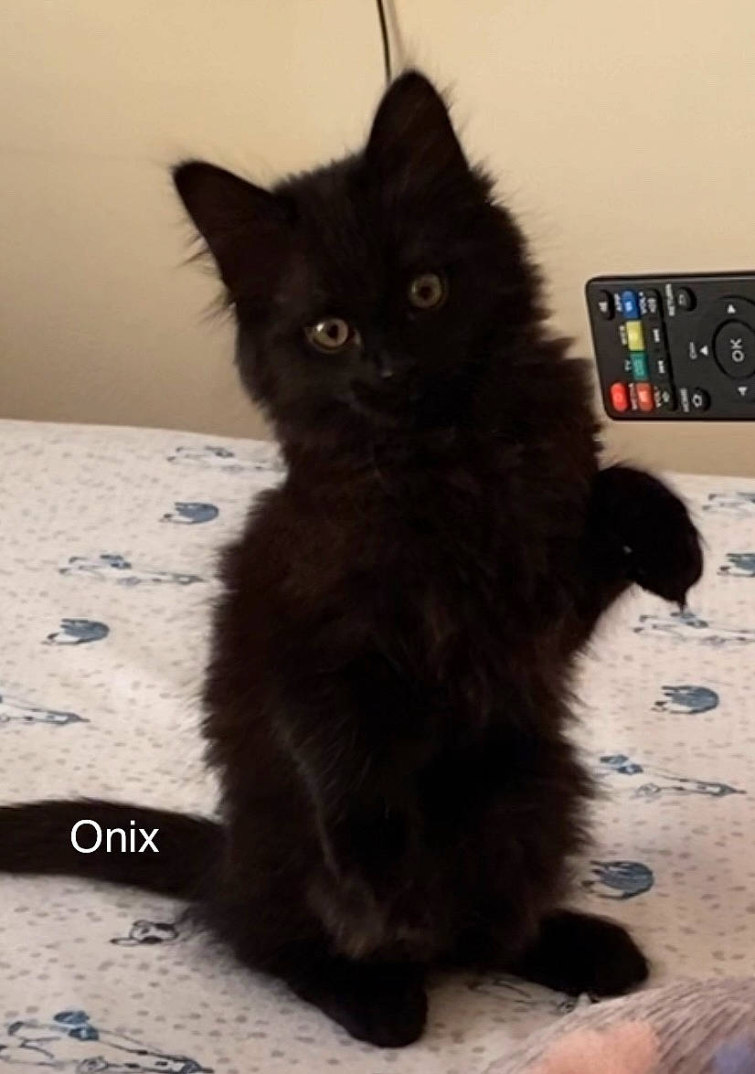 Onix