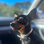 Izis a rejoint le concours — aidez-le/la à gagner de superbes lots ! animal, black_dog, blurred_background, brown_dog, car_interior, close_up, collar, cute, daylight, dog, ears_up, indoor, looking_away, pet, portrait, sitting, small_dog, sunlight, tongue_out, window