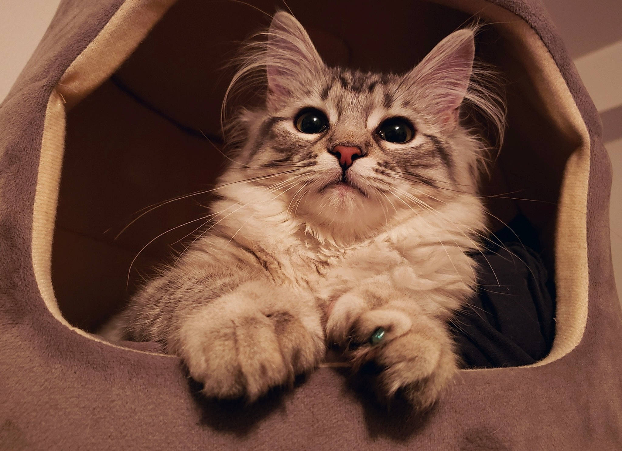 Bella participe au concours pour gagner de l'argent avec cette photo : asian, asian_semi_longhair, british_semi_longhair, carnivore, cat, domestic_long_haired_cat, ear, eye, felidae, fur, kitten, mammal, nose, paw, ragamuffin, siberian, small_to_medium_sized_cats, snout, tabby_cat, whiskers