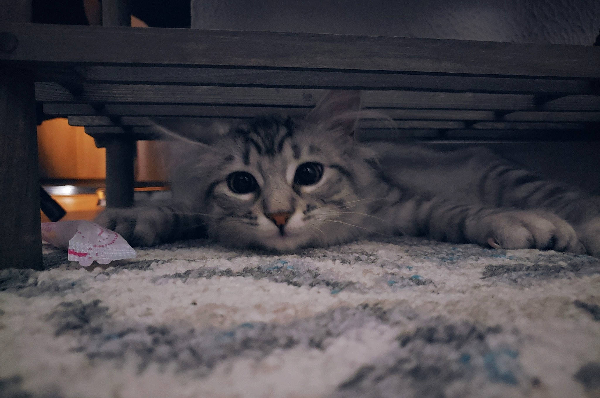 Bella participe au concours pour gagner de l'argent avec cette photo : aegean_cat, american_curl, american_shorthair, asian, carnivore, cat, domestic_short_haired_cat, dragon_li, egyptian_mau, european_shorthair, eye, felidae, kitten, mammal, nose, pixie_bob, small_to_medium_sized_cats, snout, tabby_cat, whiskers