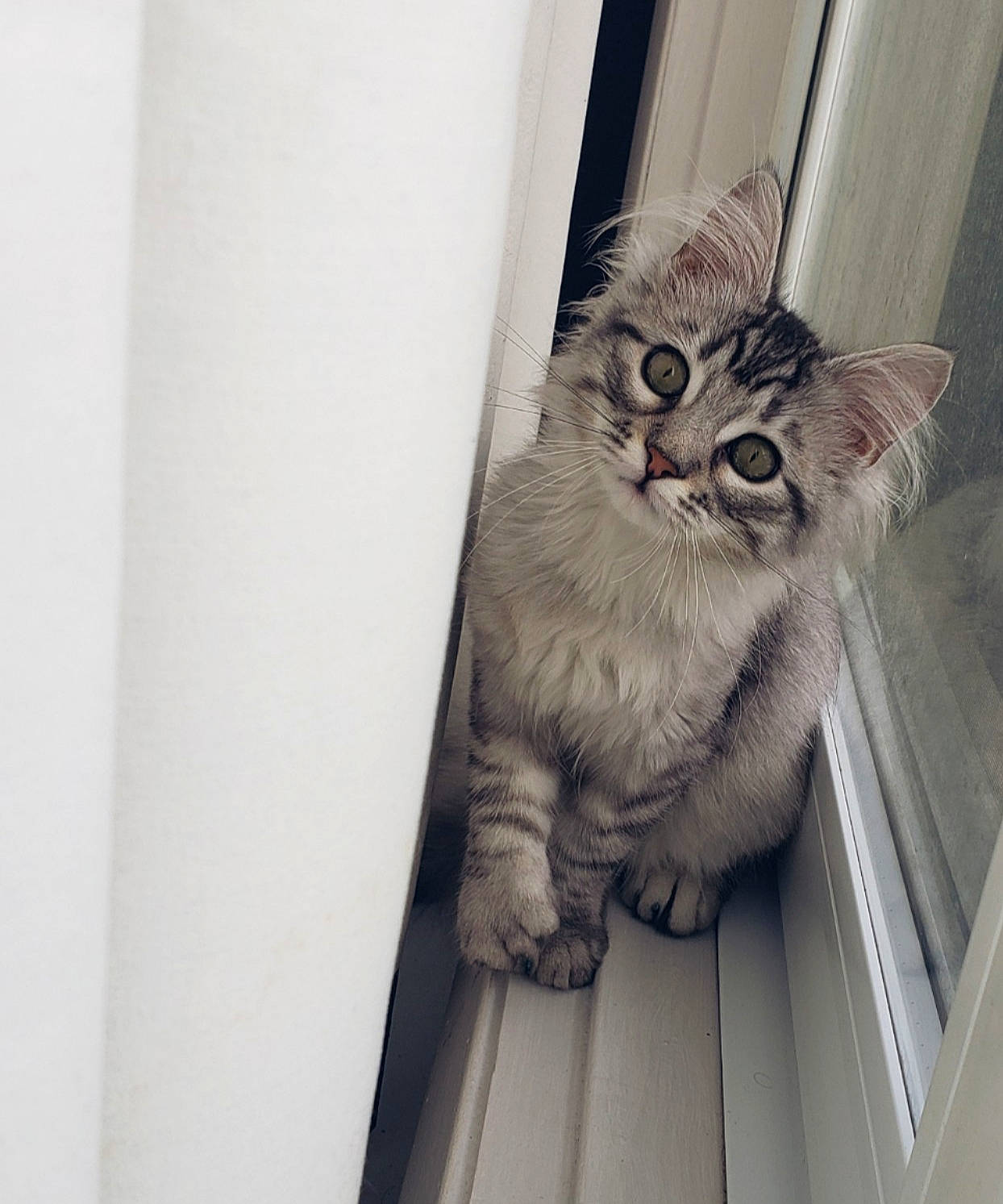 Bella a rejoint le concours — aidez-le/la à gagner de superbes lots ! american_curl, american_shorthair, asian, british_semi_longhair, carnivore, cat, domestic_short_haired_cat, dragon_li, european_shorthair, eye, felidae, fur, kitten, mammal, norwegian_forest_cat, siberian, small_to_medium_sized_cats, tabby_cat, whiskers, window