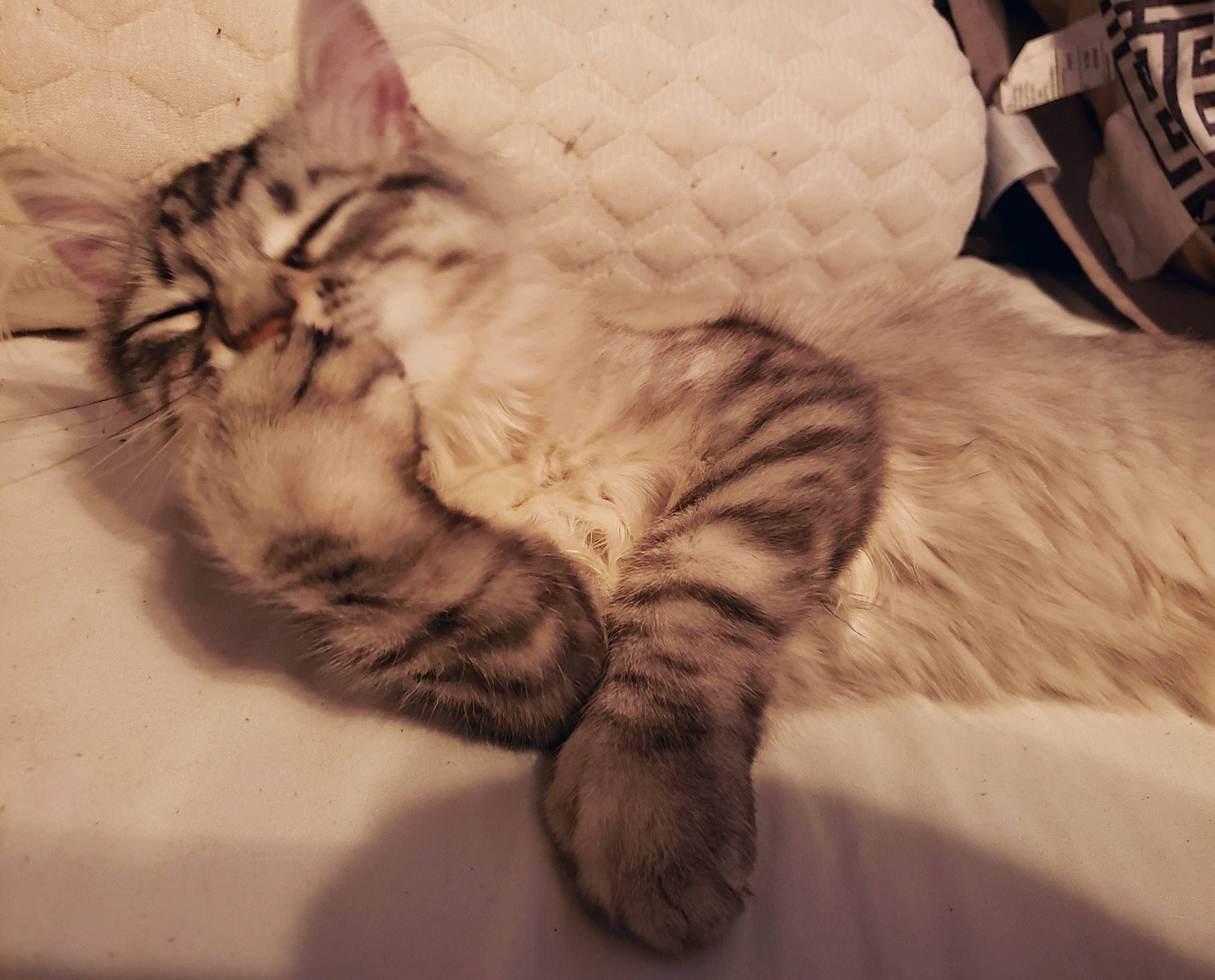 Bella participe au concours pour gagner de l'argent avec cette photo : american_shorthair, asian, carnivore, cat, dragon_li, ear, european_shorthair, felidae, fur, kitten, maine_coon, mammal, norwegian_forest_cat, paw, siberian, sky, small_to_medium_sized_cats, snapshot, tabby_cat, whiskers