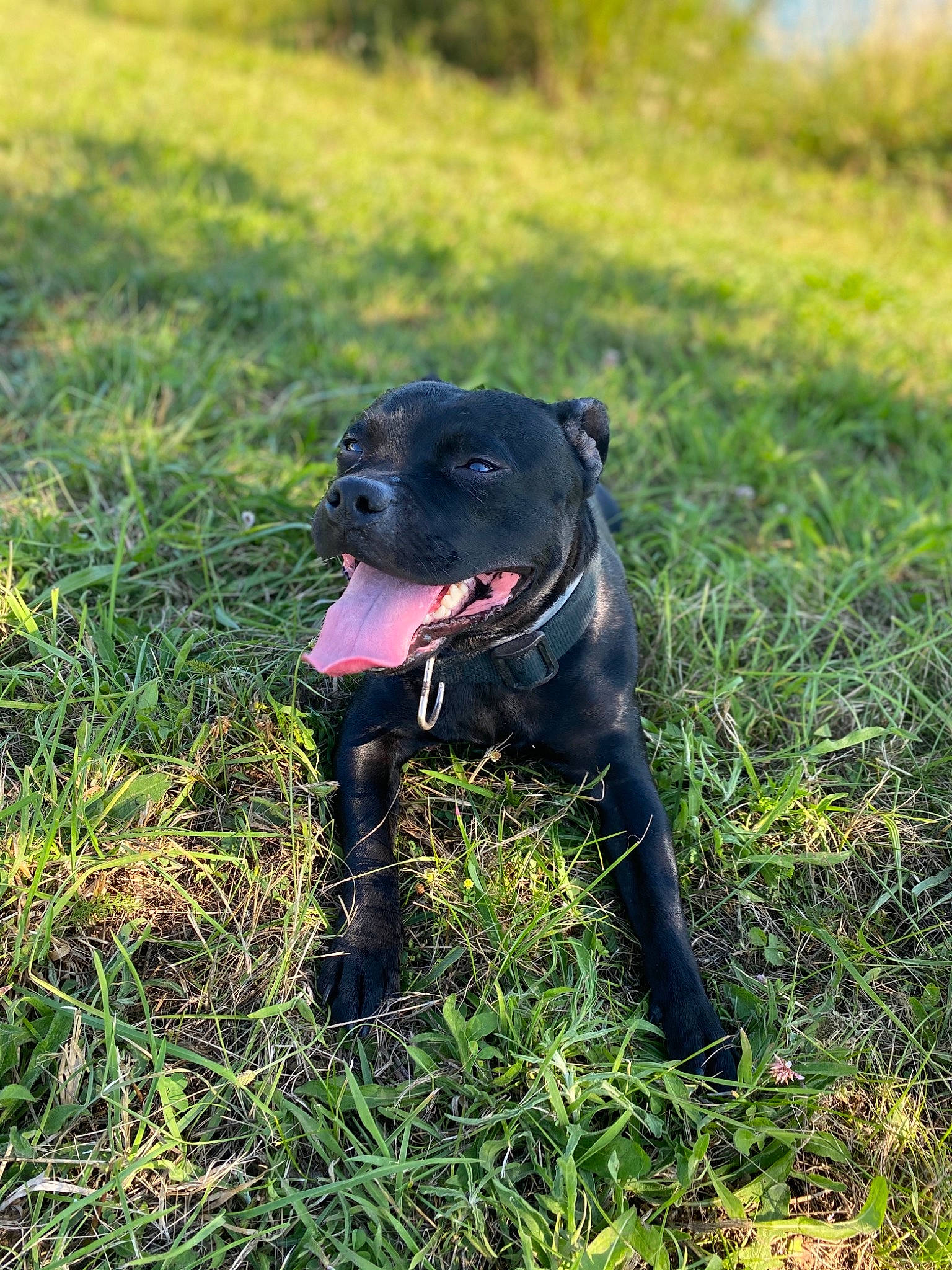 Ness participe au concours pour gagner de l'argent avec cette photo : american_pit_bull_terrier, bandog, cane_corso, canidae, canis_panther, carnivore, dog, dog_breed, grass, guard_dog, mammal, molosser, non_sporting_group, patterdale_terrier, plant, snout, sporting_group, staffordshire_bull_terrier, terrier, vertebrate