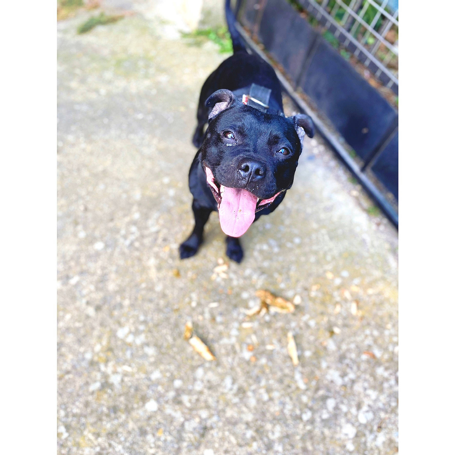 Ness a rejoint le concours — aidez-le/la à gagner de superbes lots ! canidae, carnivore, dog, dog_breed, fawn, labrador_retriever, puppy, sporting_group