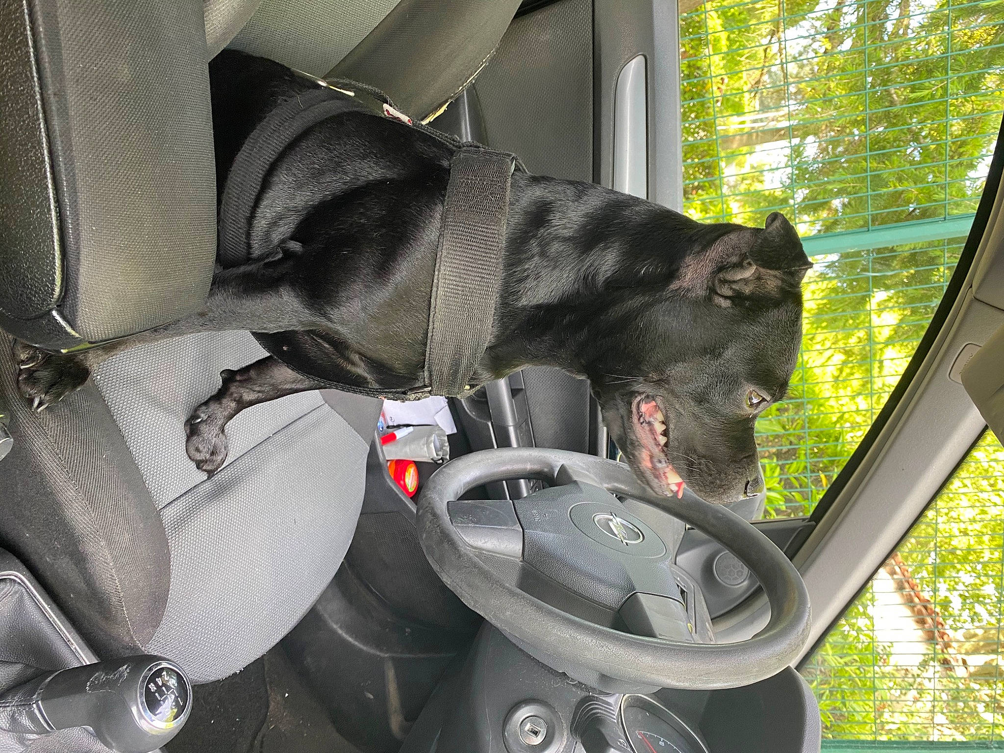 Ness a rejoint le concours — aidez-le/la à gagner de superbes lots ! auto_part, canidae, car, car_seat, snout, sporting_group, vehicle, vehicle_door