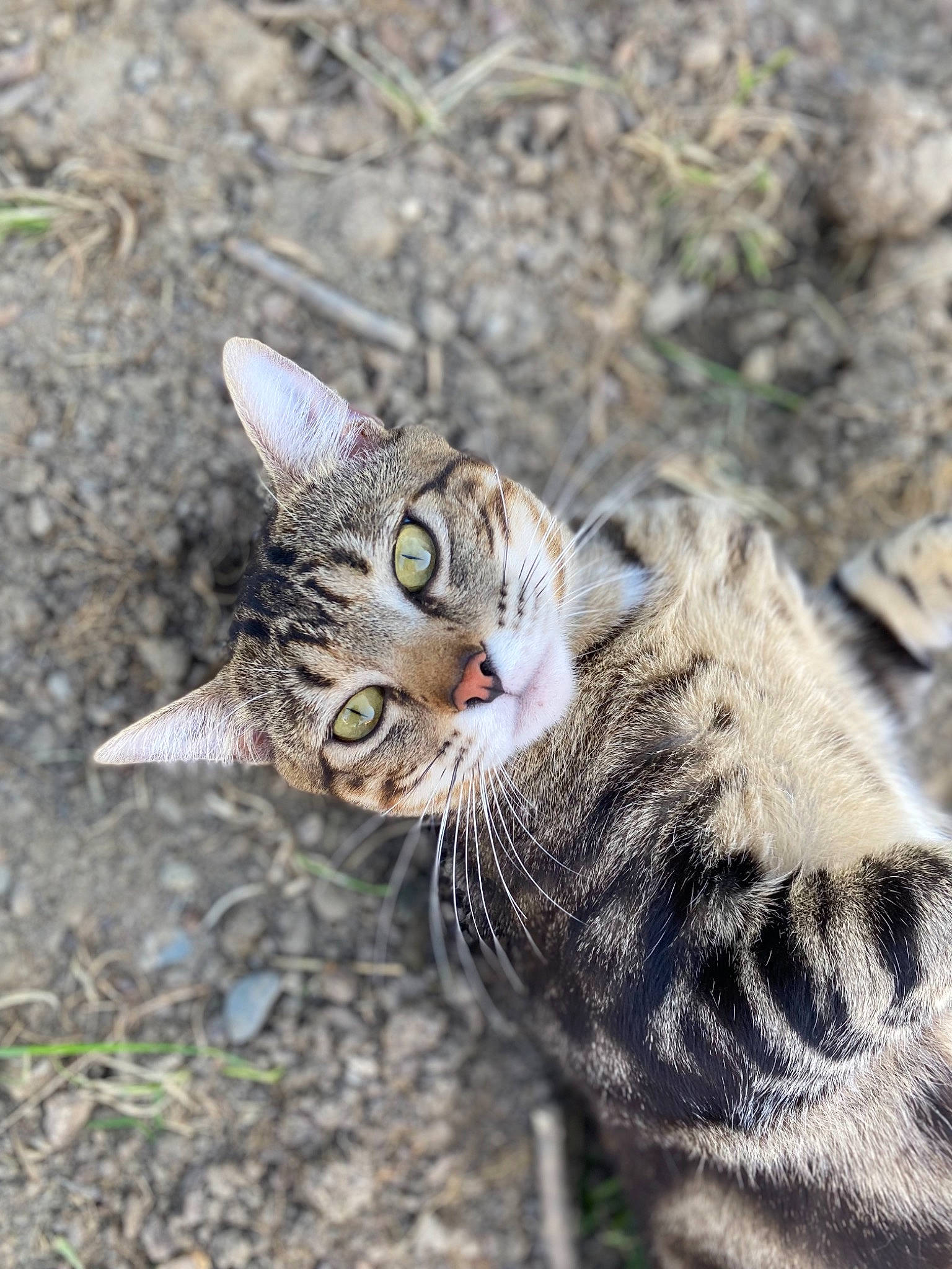 Rapta a rejoint le concours — aidez-le/la à gagner de superbes lots ! carnivore, cat, claw, domestic_short_haired_cat, eye, fawn, felidae, fur, grass, head, human_body, organism, paw, small_to_medium_sized_cats, snout, tail, terrestrial_animal, whiskers, wildlife