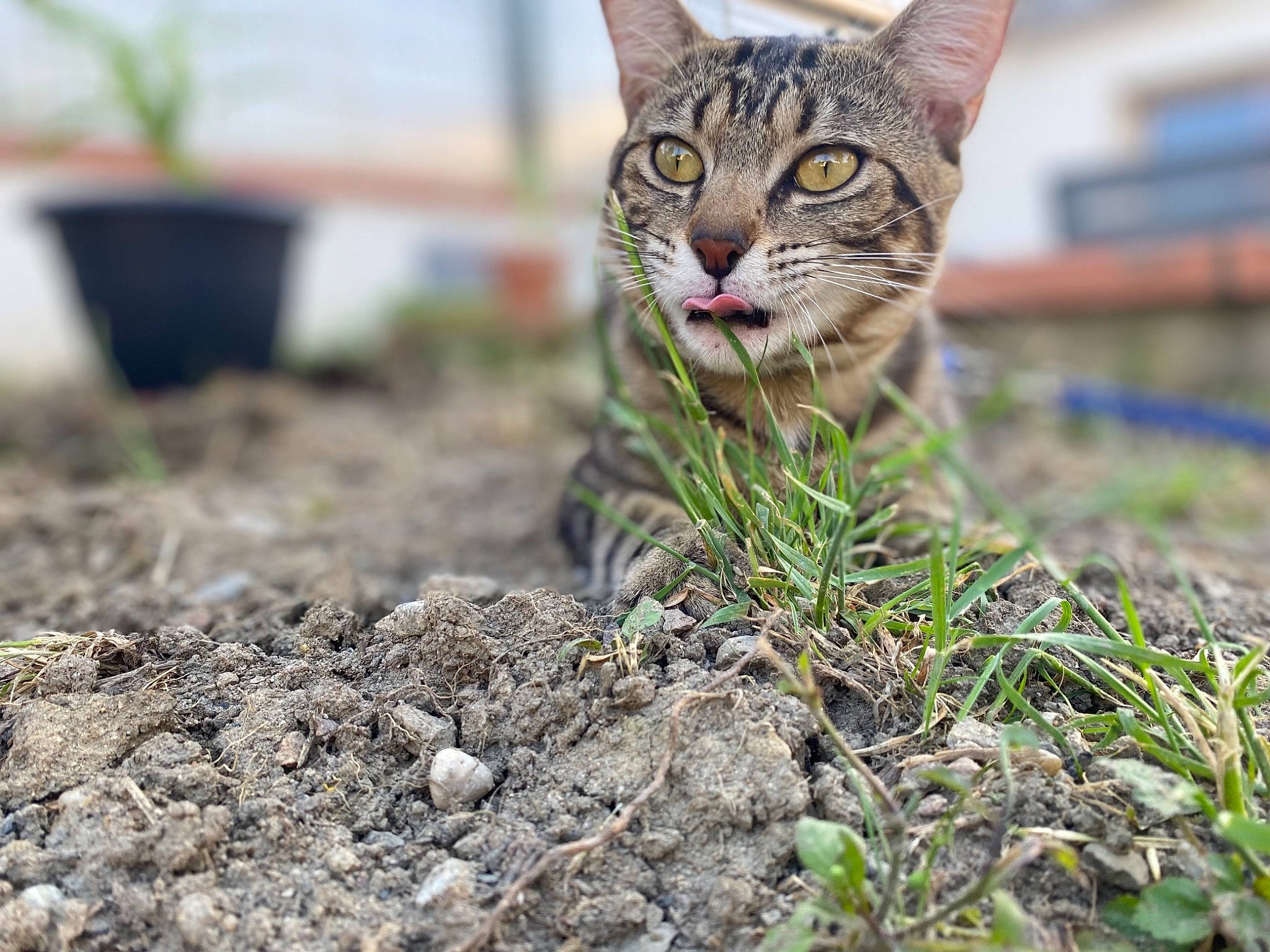 Rapta a rejoint le concours — aidez-le/la à gagner de superbes lots ! carnivore, cat, domestic_short_haired_cat, fawn, felidae, flowerpot, fur, grass, groundcover, herb, landscape, lynx, plant, sitting, small_to_medium_sized_cats, soil, terrestrial_animal, tree, whiskers, wildlife