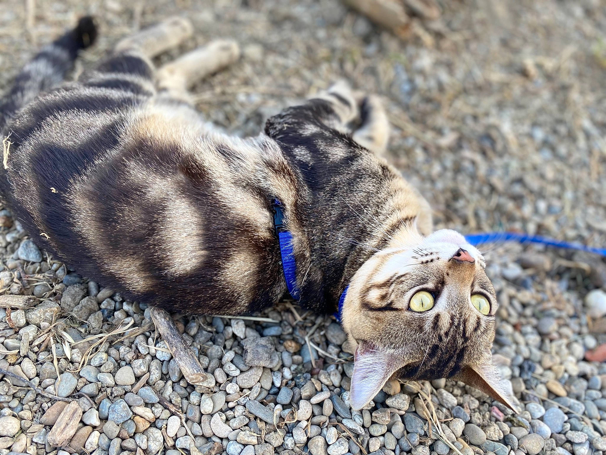 Rapta participe au concours pour gagner de l'argent avec cette photo : canidae, carnivore, cat, claw, dog_breed, domestic_short_haired_cat, electric_blue, eye, fawn, felidae, fur, grass, road_surface, small_to_medium_sized_cats, snout, soil, sporting_group, tail, terrestrial_animal, whiskers