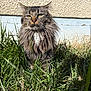 Apache participe au concours pour gagner de l'argent avec cette photo : cat, long_hair, outdoor, grass, sunlight, animal, pet, feline, nature, fur, whiskers, ears, face, eyes, close_up, mammal, portrait, sitting, daylight, background_wall