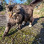 Apache participe au concours pour gagner de l'argent avec cette photo : cat, fluffy, outdoor, gravel, grass, sunlight, nature, walking, animal, pet, fur, whiskers, yellow_eyes, tail, tree, daylight, moss, close_up, mammal, wildlife