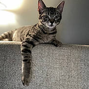 Nigel joined the competition — help win amazing prizes! cat, tabby, indoor, couch, furniture, paw, relaxed, pet, animal, gray, striped, whiskers, ears, face, fur, domestic, mammal, resting, cozy, home