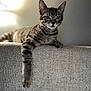 cat, tabby, indoor, couch, furniture, paw, relaxed, pet, animal, gray, striped, whiskers, ears, face, fur, domestic, mammal, resting, cozy, home
