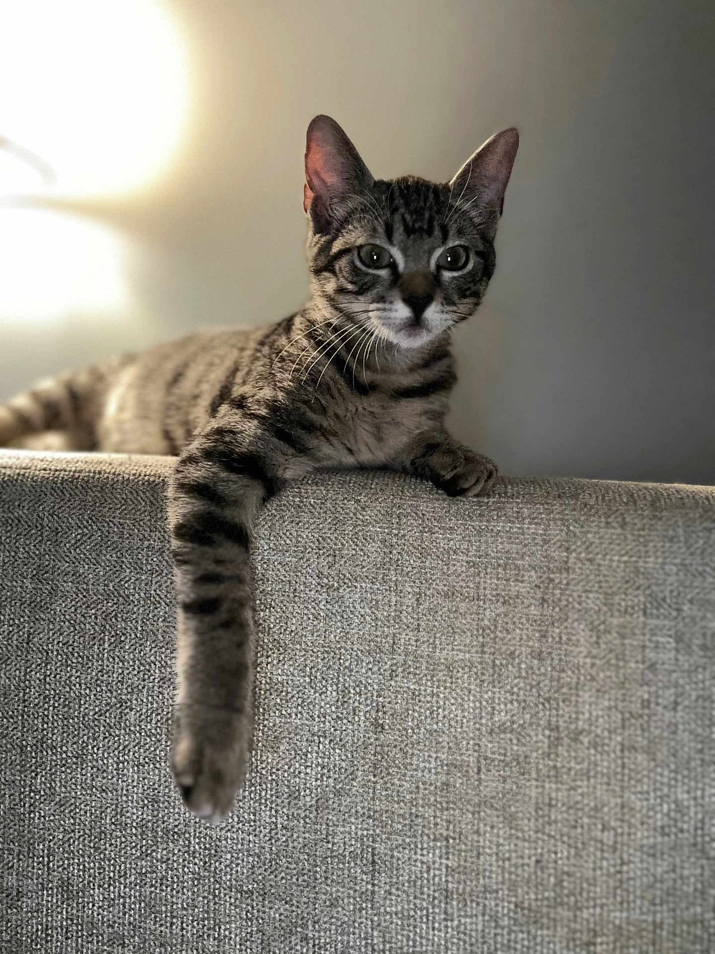 Nigel joined the competition — help win amazing prizes! cat, tabby, indoor, couch, furniture, paw, relaxed, pet, animal, gray, striped, whiskers, ears, face, fur, domestic, mammal, resting, cozy, home