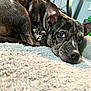 dog, kitten, animal, pet, brindle, feline, canine, resting, blanket, indoor, closeup, fur, ears, snout, cute, cozy, companion, friendship, soft, comfort