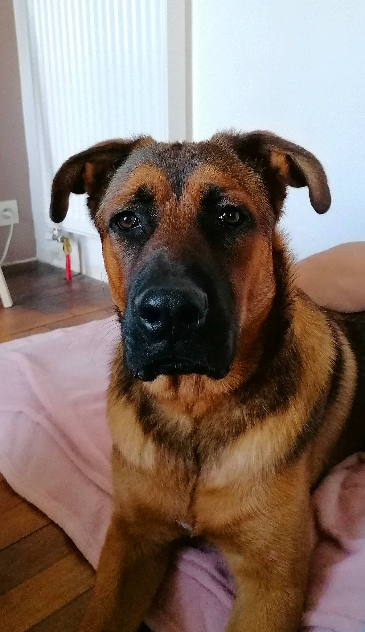 Ayron a rejoint le concours — aidez-le/la à gagner de superbes lots ! black_mouth_cur, canidae, carnivore, companion_dog, dog, dog_breed, fawn, german_shepherd_dog, mammal, potcake_dog, rare_breed_dog, snout, sporting_group, vertebrate, whiskers