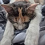 animal, cat, closeup, cozy, cute, cute_pet, domestic_cat, feline, fur, indoor, mammal, nap, paws, pet, relaxation, resting, sleeping, soft, striped_blanket, whiskers
