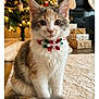 animal, calico, cat, christmas_tree, collar, cozy, cute, decorations, festive, fireplace, flower_collar, fur, holiday, indoor, kitten, ornaments, pet, presents, rug, stockings