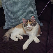 Luna is registered to the contest to win money with this photo: brown, cat, cozy, cushion, domestic, ears, face, feline, fluffy, fur, gray, home, indoor, paw, pet, relaxing, resting, sofa, striped, white