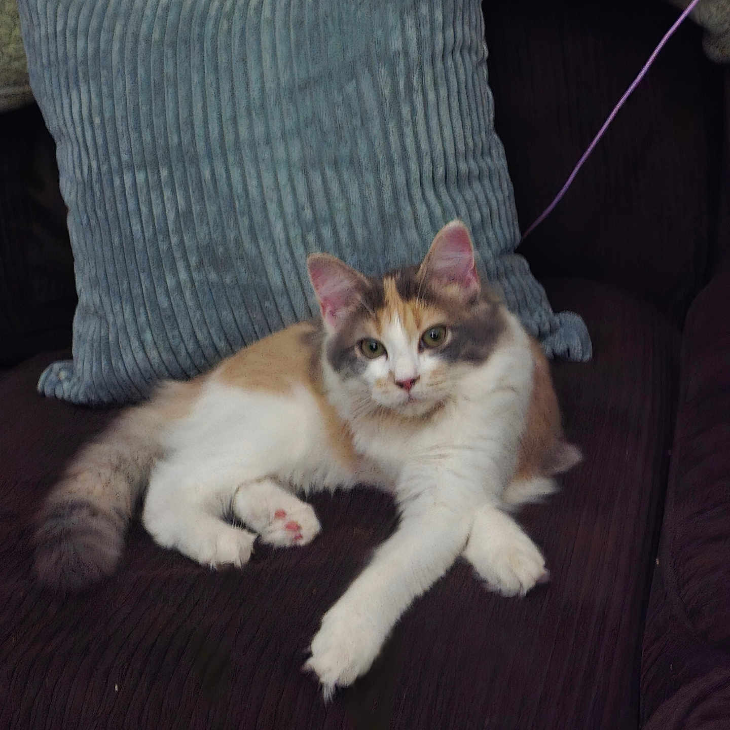 Luna is registered to the contest to win money with this photo: brown, cat, cozy, cushion, domestic, ears, face, feline, fluffy, fur, gray, home, indoor, paw, pet, relaxing, resting, sofa, striped, white