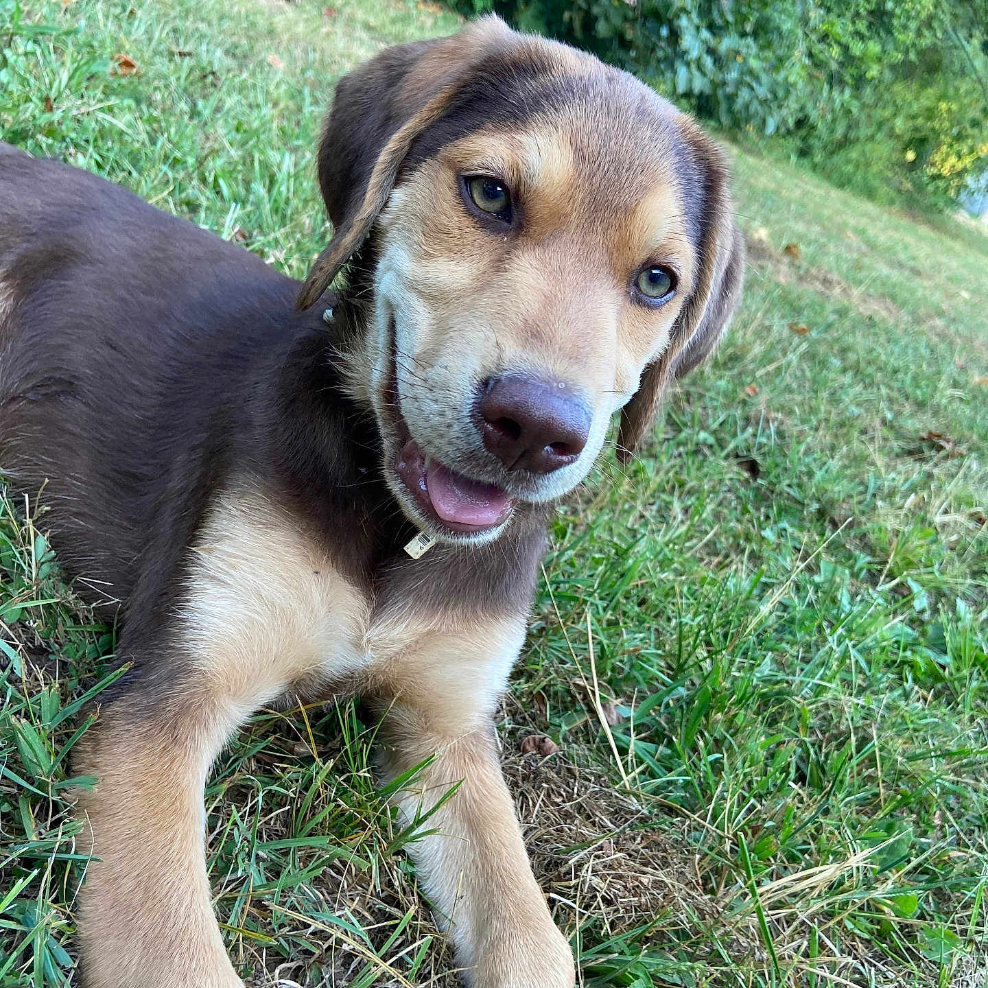 Wrangler joined the competition — help win amazing prizes! animal, beagle, canine, dog, field, goldenretriever, grass, grassland, herbal, herbs, hound, husky, labradorretriever, lawn, nature, pet, plant, puppy, tree, vegetation