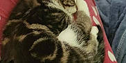 Wil participe au concours pour gagner de l'argent avec cette photo : animal, cat, comfort, cozy, cute, domestic, feline, fur, heart_pattern, home, indoor, kitten, lap, pajamas, pet, relaxation, resting, sleeping, small, striped