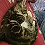 animal, cat, comfort, cozy, cute, domestic, feline, fur, heart_pattern, home, indoor, kitten, lap, pajamas, pet, relaxation, resting, sleeping, small, striped