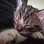 animal, cat, close_up, cozy, cute, domestic, feline, fur, indoor, kitten, mammal, paw, pet, portrait, relaxing, resting, sleeping, soft, whiskers, young