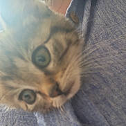 Melisa participe au concours pour gagner de l'argent avec cette photo : animal, blue_shirt, blurry, button, cat, close_up, cuddle, curious, eyes, face, fur, indoor, kitten, person, pet, portrait, soft_light, texture, whiskers, young_cat